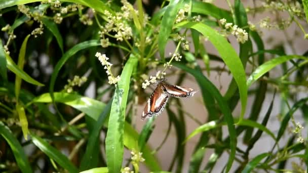 Borboleta Preto Branco Acima Dos Botões Flor Estão Florescendo Enquanto — Vídeo de Stock