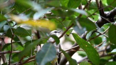 Kuş ince tüylü, gri tüylü, göğsünde beyaz, siyah kanatlı, siyah çizgili, siyah gagalı, ağaçta tüneyen ve guava yiyen bir kuş.