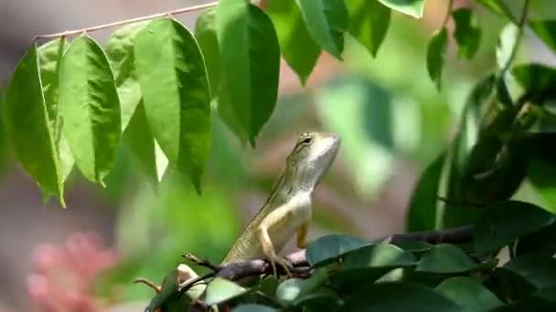 Chameleon Coarse Textured Dark Four Legged Snake Scales Long Tail — Stock Video