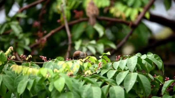 スプロールダークブラウン斑点のある黒いくちばしと白い模様の頭が星の果実の木に休んでいる — ストック動画