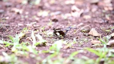 Çiçek tomurcuklarının üzerindeki siyah ve beyaz kelebek geniş kanatlarını sallarken çiçek açıyor.