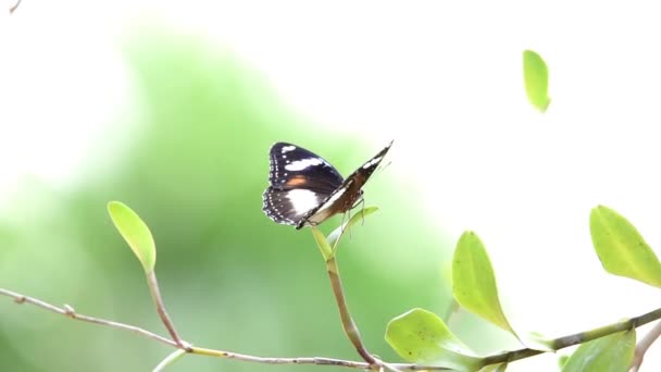 봉오리 나비가 날개를 흔들면서 — 비디오