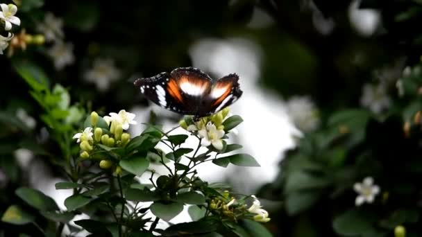 Черно Белая Бабочка Над Цветочными Бутонами Цветет Виляя Своими Широкими — стоковое видео