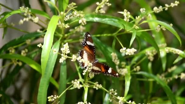 Borboleta Preto Branco Acima Dos Botões Flor Estão Florescendo Enquanto — Vídeo de Stock