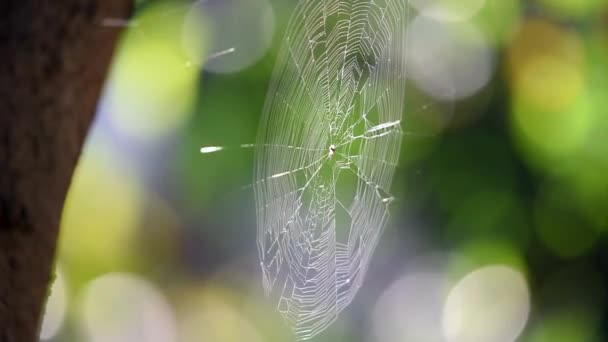 Spinnenwebben Hangen Aan Bomen — Stockvideo