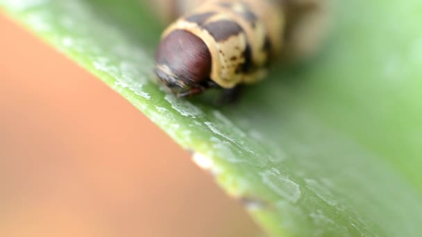 Bagworm Kahverengi Çantalı Bir Tırtıldır Yuvarlak Kahverengi Başlı — Stok video
