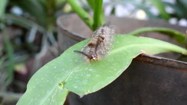 灰毛毛虫的头圆棕色 全身毛茸茸的 浓密的 — 图库视频影像