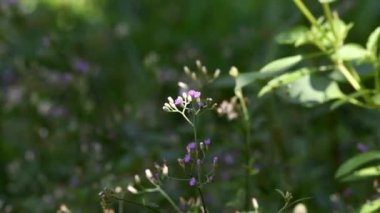 Kahverengimsi sarı bokeh sırtı olan mor ve beyaz çiçekler.