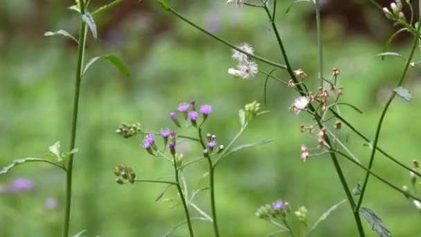 Lila Och Vita Blommor Med Brunaktig Gul Bokeh Bakgrundet — Stockvideo