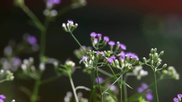 Flores Púrpuras Blancas Con Fondo Bokeh Amarillo Parduzco — Vídeo de stock