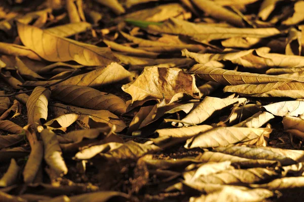 Les Feuilles Séchées Sont Éparpillées Sur Sol Empilées Brun Dans — Photo