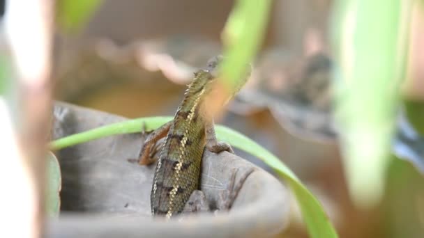 Chameleon Lizards Brown Black Striped Rough Skin Textured Long Tailed — Stock Video