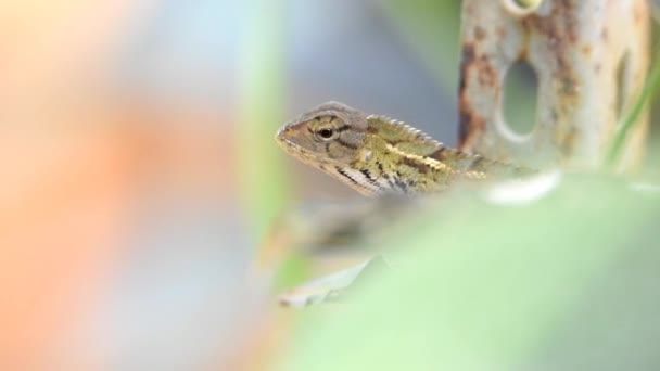 カメレオントカゲは黒の縞模様の肌をしています長い尾のヘビの足の殻のような質感です — ストック動画