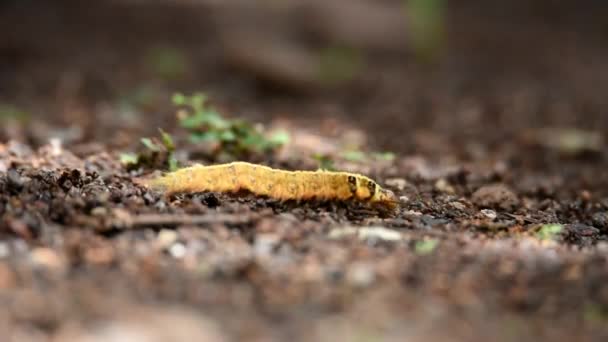 Oruga Color Amarillo Tiene Una Longitud Completa Pelo Fino Todo — Vídeos de Stock