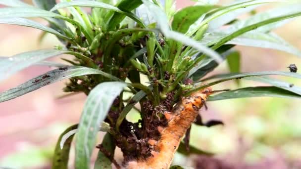 Yellow Colored Caterpillar Has Full Length Fine Hair All Its — Stock Video