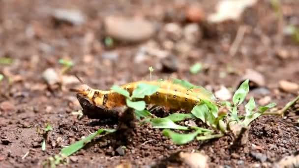 Yellow Colored Caterpillar Has Full Length Fine Hair All Its — Stock Video