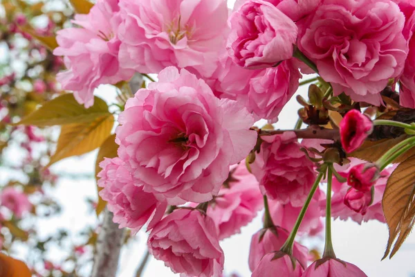 Close up red and pink cherry flowers