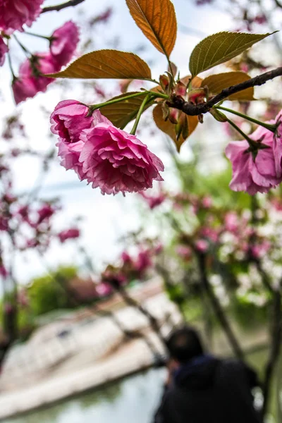 Close up red and pink cherry flowers