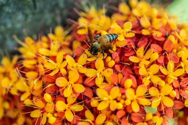Saraca L árbol con abejas flotando en verano diurno — Foto de Stock