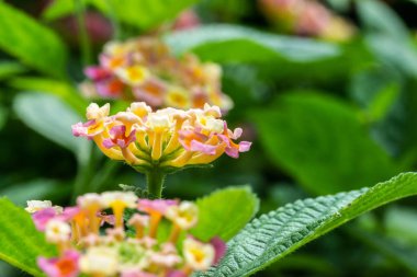 Bahçede yeşil yapraklı çok renkli Lantana Camara botaniği