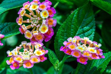 Bahçede yeşil yapraklı çok renkli Lantana Camara botaniği
