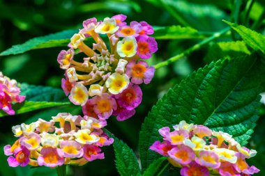 Bahçede yeşil yapraklı çok renkli Lantana Camara botaniği