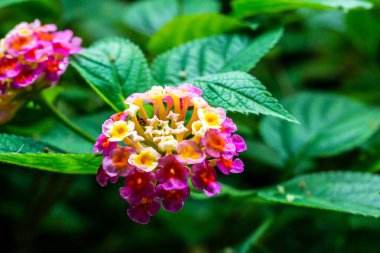 Bahçede yeşil yapraklı çok renkli Lantana Camara botaniği
