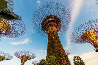 Körfez kıyısındaki Singapur Bahçeleri, Supertree Grove. Ünlü turistik yerler..