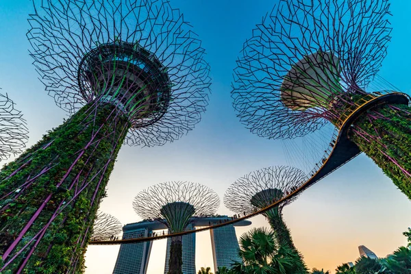 Singapore famous destinations Garden By The Bay tourism travel tourist attraction Supertree Grove during blue & golden hour human taking photos & selfie — Stock Photo, Image