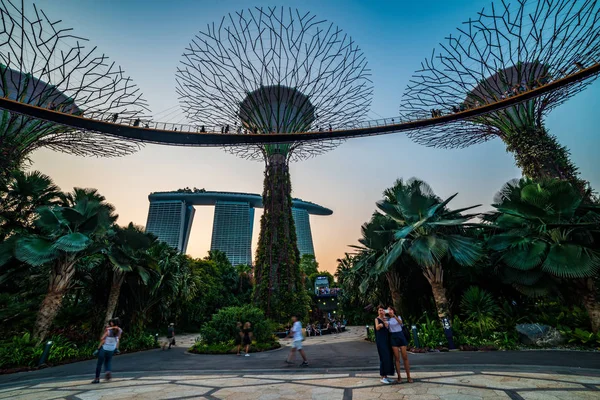 Сингапур известные направления Garden By The Bay туризма туристическая достопримечательность Supertree Grove в течение синего и золотого часа человека фотографирования и селфи — стоковое фото