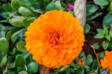 Güzel, büyük çiçekli, portakal renkli Meksika kadife çiçeği Mona.