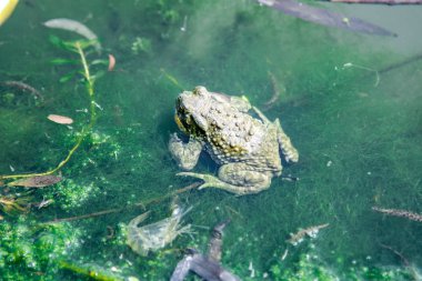 Kirli gölet suyundaki yeşil bitkilerin üzerinde dinlenirken görülen bir kurbağa.