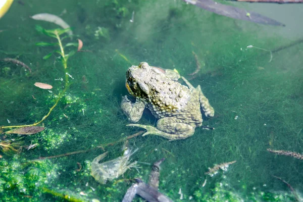 Eine Kröte, die auf grünen Pflanzen im schmutzigen Teichwasser ruht — Stockfoto