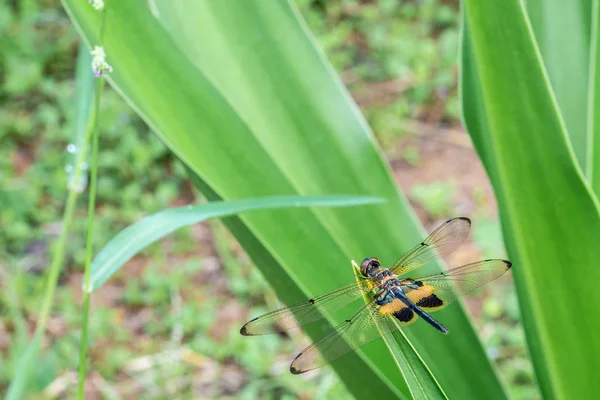 Rhyothemis phyllis, auch als gelb-gestreifter Flatterling bekannt, ist eine Libellenart aus der Familie der Libellulidae. Es ist häufig in südostasiatischen Ländern zu finden. — Stockfoto