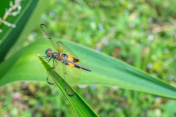 리드미컬 리스 필리스 (rhyothemis Phyllis) 또는 노란 줄무늬 플 루터 (yellow-striped flutterer) 는 비단 과에 속하는 잠자리의 일종이다. 동남아시아의 나라 들에서 흔히 볼 수있습니다. — 스톡 사진