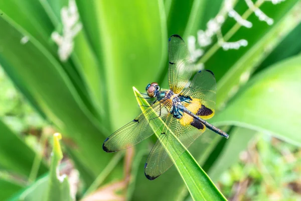 Rhyothemis phyllis, также известный как жёлтая полосатая летучая мышь, является видом стрекозы семейства Libellulidae. Это обычно встречается в странах Юго-Восточной Азии . — стоковое фото