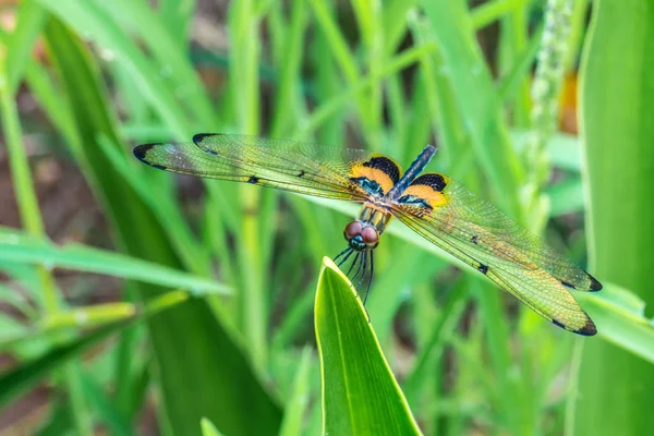 Rhyothemis phyllis, також відомий як жовтосмугастий джгутик - вид бабки родини Libellulidae. Він широко поширений у країнах Південно-Східної Азії.. — стокове фото