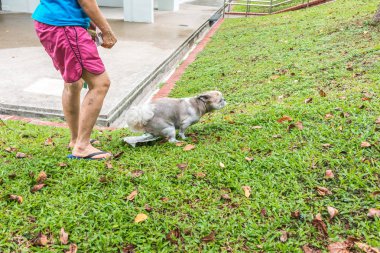 Evcil köpeğiyle kimliği belirsiz bir kadın. Köpek halka açık çim parkında kağıda sıçıyor.