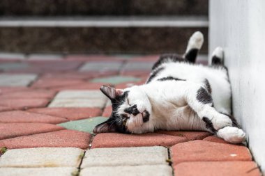 Tembel kedi dışarıda uyuyor, bacakları ayrık.
