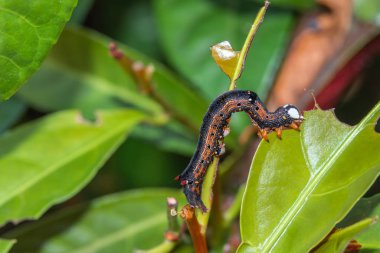 Tırtıl yaprakları kemiriyor, dallar ve dallar arasında sürünüyor.