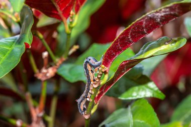 Tırtıl yaprakları kemiriyor, dallar ve dallar arasında sürünüyor.
