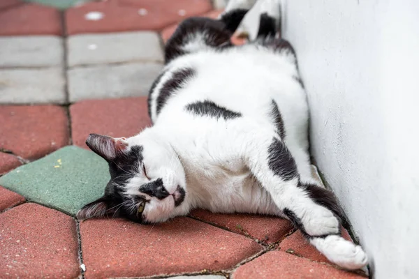 Tembel kedi dışarıda uyuyor, bacakları ayrık.