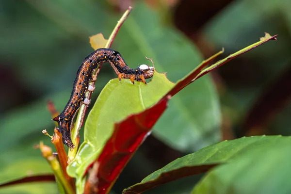 Raupe knabbert an Blättern, kriecht an Ästen und Zweigen entlang — Stockfoto