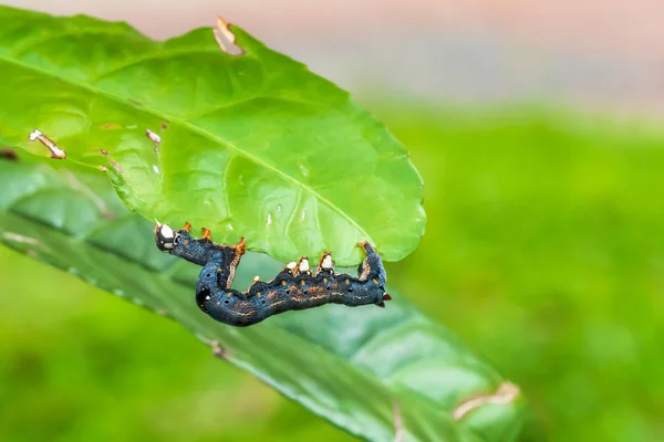 キャタピラーは葉に群がり枝や小枝に沿って這う — ストック写真