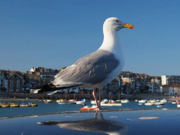 Seagull on a car roof with St. Ives in the background