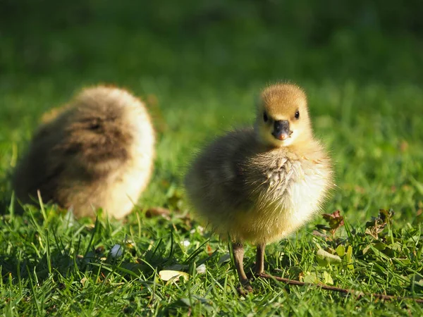 Junge Gaense auf gruener Wiese im Sonnenschein