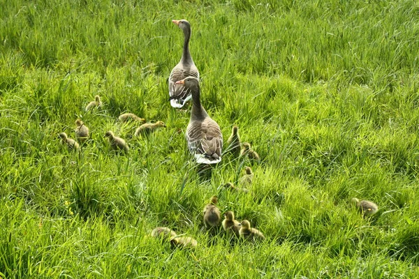 Geese with goslings — Stock Photo, Image