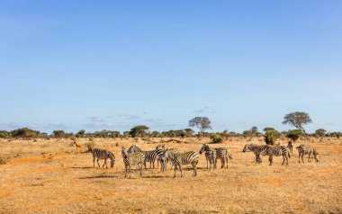 Kenya 'da Afrika zebraları