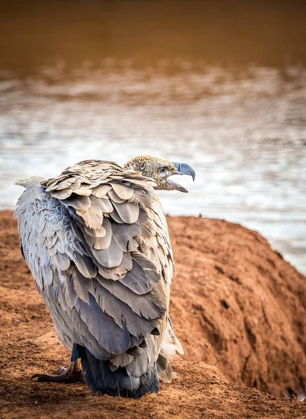 African vulture in Kenya — Stock Photo, Image