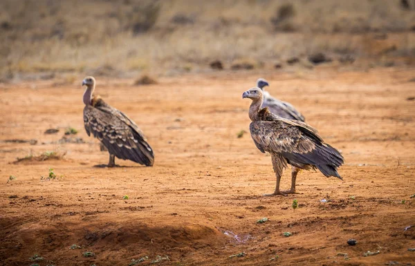 Afrikaanse gier in Kenia — Stockfoto